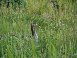 versteckte Gans